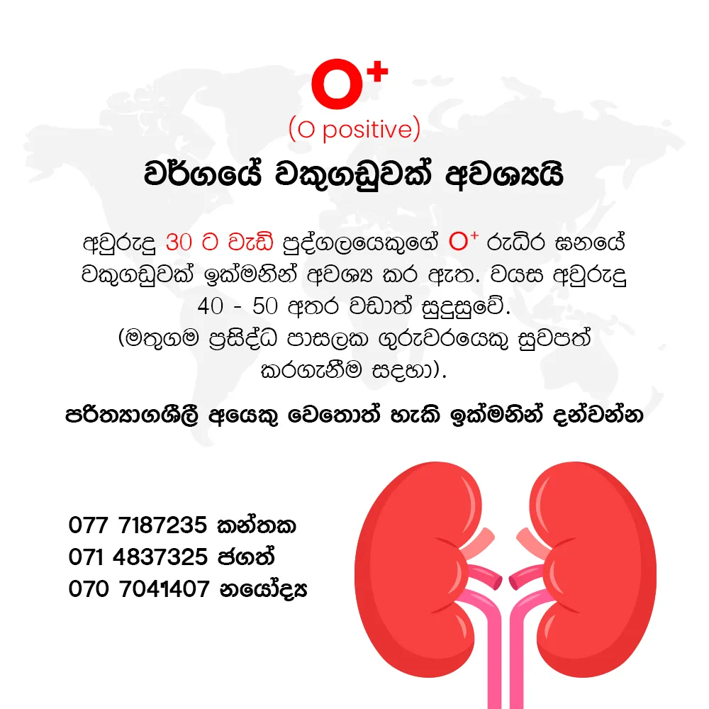 Kidney copy